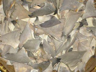 Dry shark fin